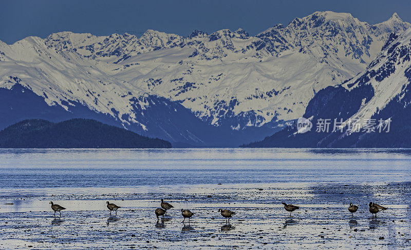 加拿大鹅(Branta canadensis)是一种鹅，有黑色的头和脖子，白色的斑点在脸上，和一个棕色灰色的身体。它有几个亚种，这是黑加拿大鹅。阿拉斯加威廉王子湾。